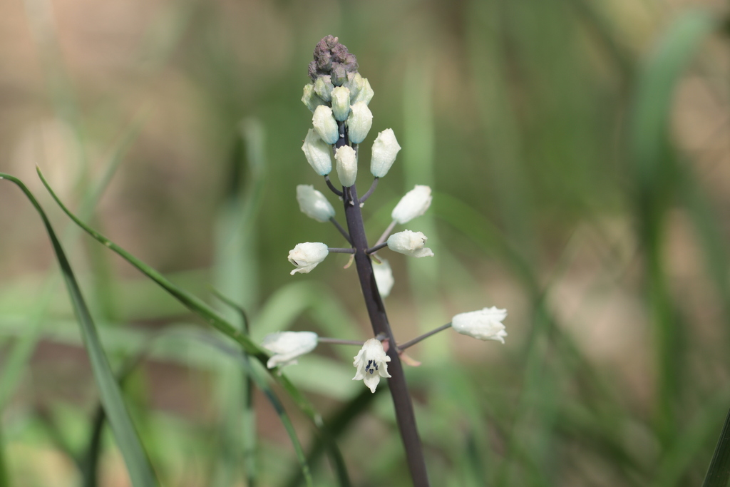Bellevalia romana; photograph (c) Noé Fleury Frouart, some rights reserved (CC BY)