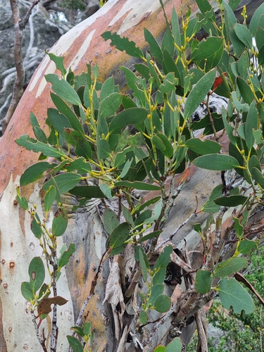 Alpine Snow Gum (Eucalyptus pauciflora)
