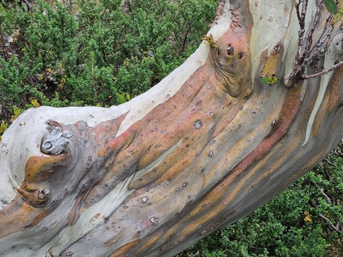 Eucalyptus pauciflora, photograph 3