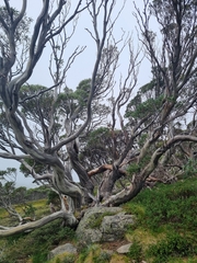 Eucalyptus pauciflora, photograph (c) Elizabeth Meier, some rights reserved (CC BY)