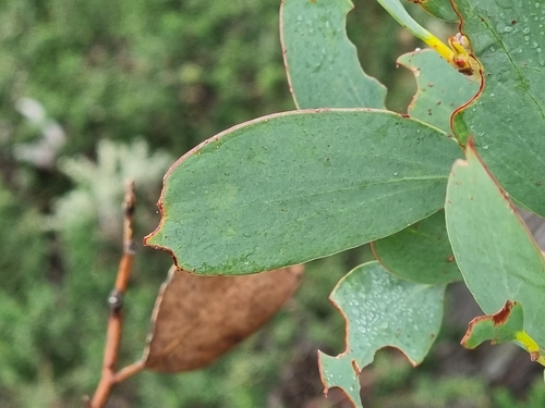 Eucalyptus pauciflora, photograph 5
