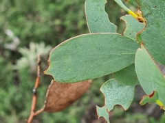 Eucalyptus pauciflora, photograph (c) Elizabeth Meier, some rights reserved (CC BY)