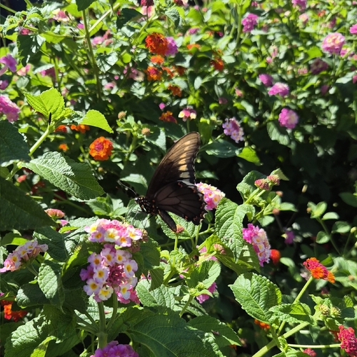 Polydamas Swallowtail