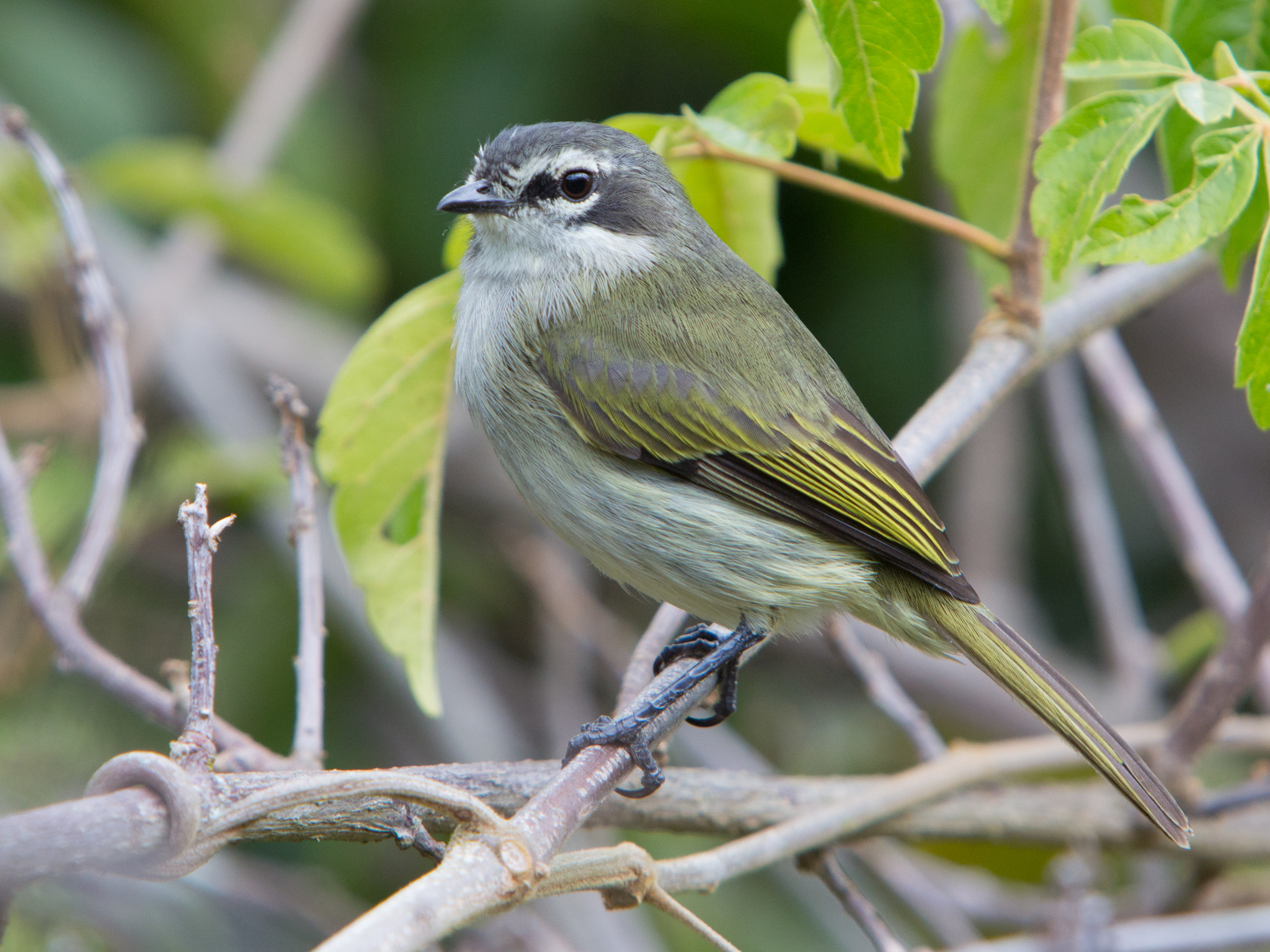 Venezuelan Tyrannulet illustration