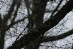 Dryobates villosus villosus