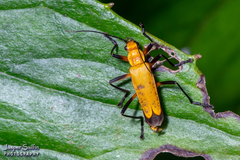 Chauliognathus sulphureus