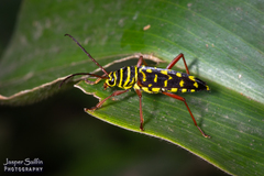 Clytini