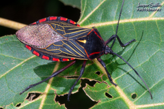Pachylis pharaonis