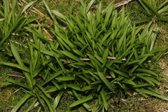 Hyacinthoides × massartiana
