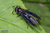 Zethus brasiliensis - Photo (c) John Christensen, some rights reserved (CC BY-NC), uploaded by John Christensen
