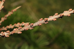 Hippophae rhamnoides