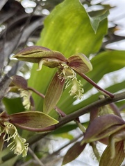 Catasetum lanciferum