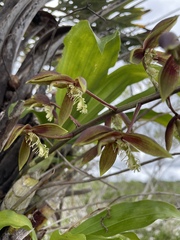 Catasetum lanciferum, photograph (c) B. Phalan, some rights reserved (CC BY)
