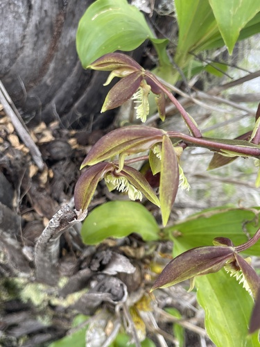 Catasetum lanciferum, photograph 3