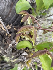 Catasetum lanciferum, photograph (c) B. Phalan, some rights reserved (CC BY)