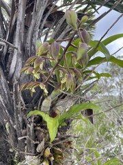 Catasetum lanciferum, photograph (c) B. Phalan, some rights reserved (CC BY)