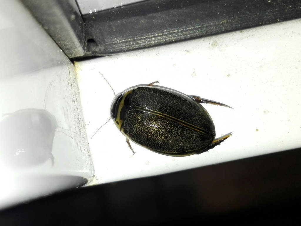 Thermonectus alfredi