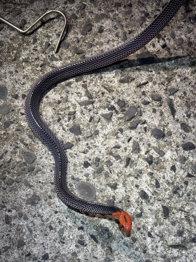 Red-Headed Krait (Bungarus flaviceps)