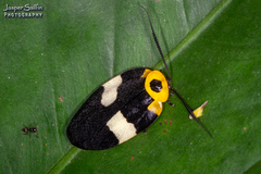 Eushelfordia pica