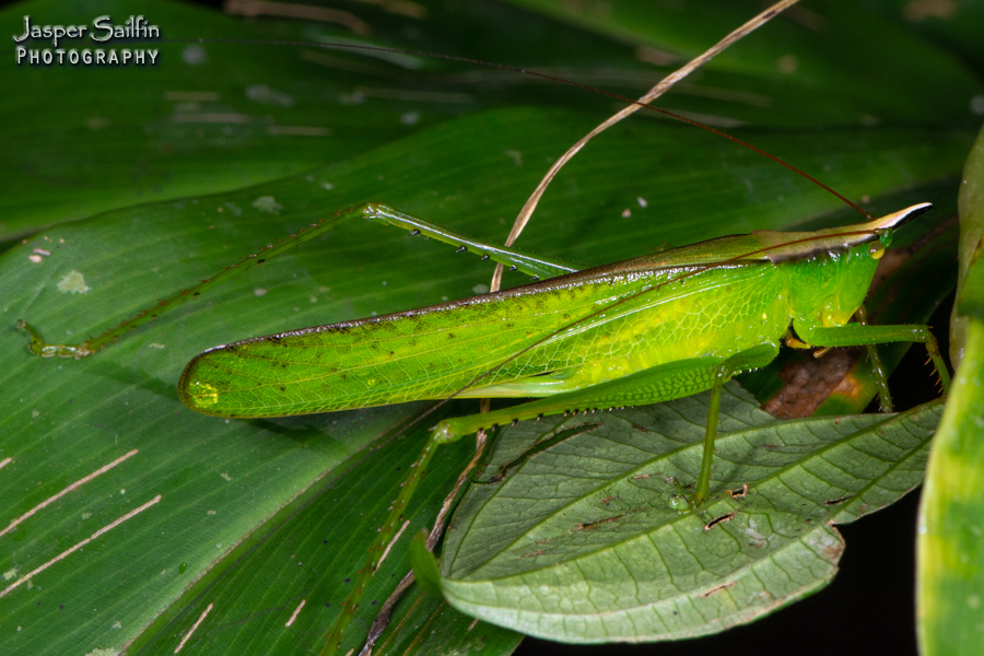 Melanophoxus brunneri