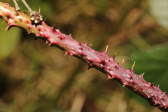 Rubus tuberculatus