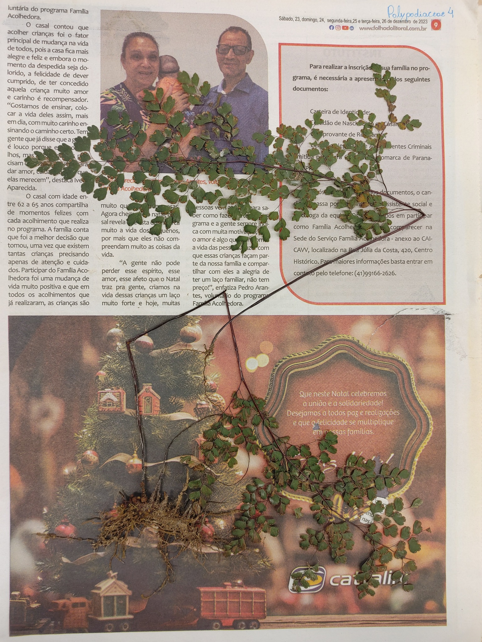 Adiantum raddianum