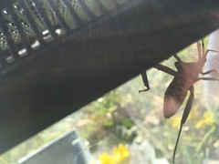 Acanthocephala declivis