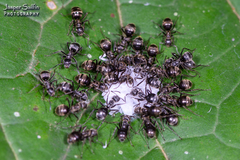 Dolichoderus bispinosus