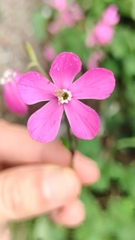 Silene pseudoatocion