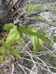 Catasetum lanciferum, photograph (c) B. Phalan, some rights reserved (CC BY)