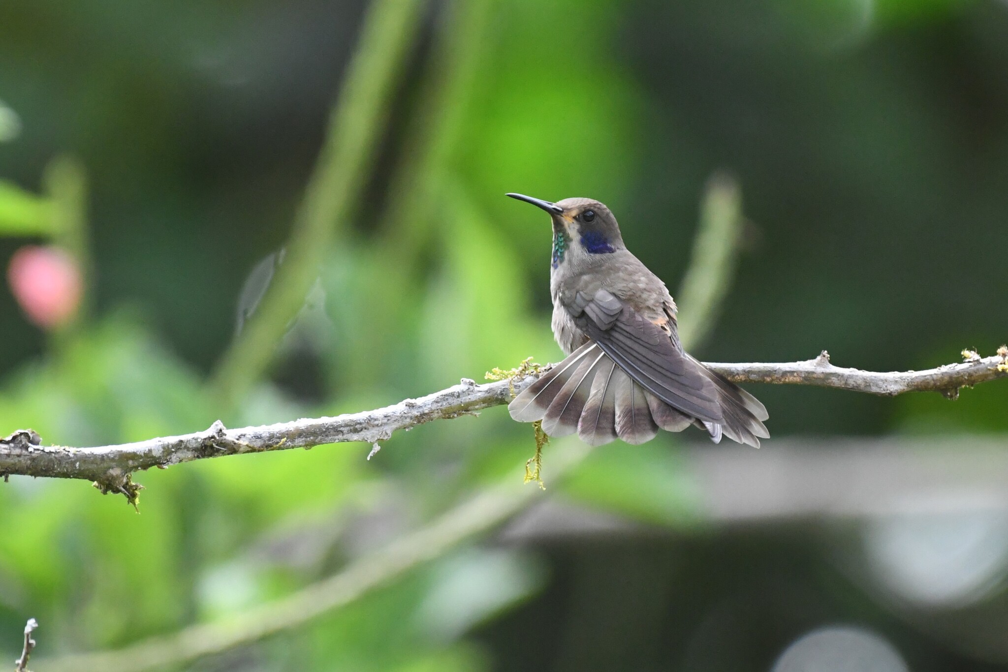 Brown Violetear (Colibri delphinae), photo 8