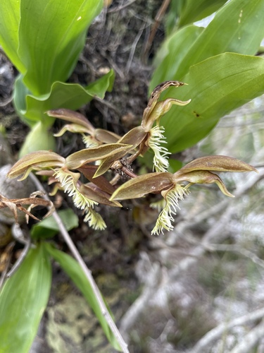 Catasetum lanciferum, photograph 6