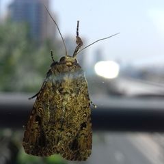 Spodoptera cilium