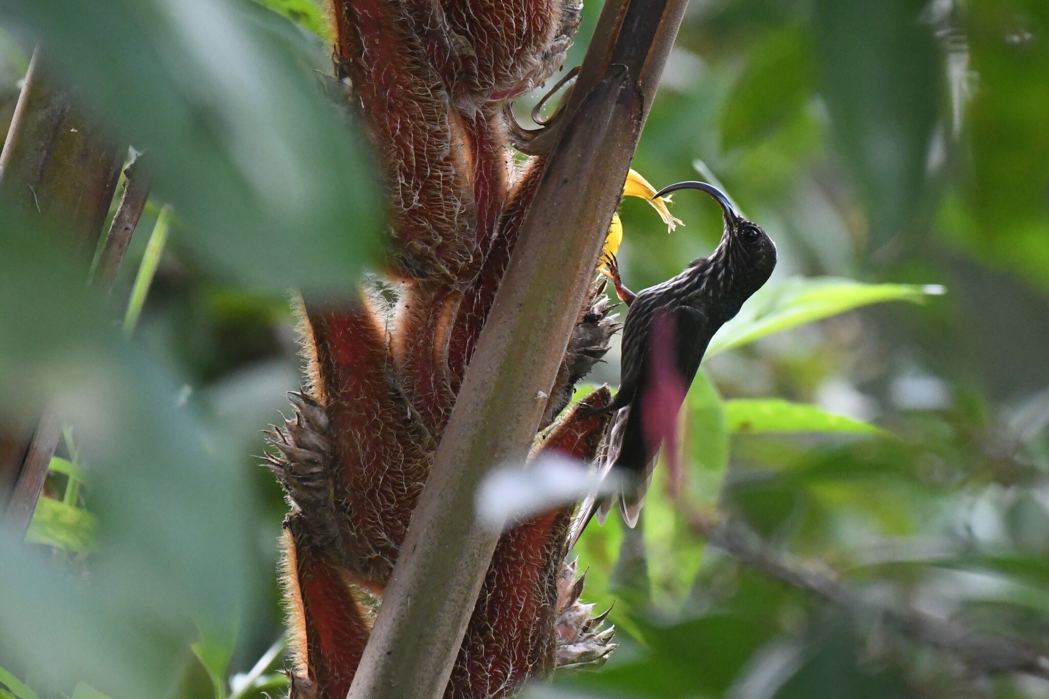 White-tipped Sicklebill (Eutoxeres aquila), photo 3