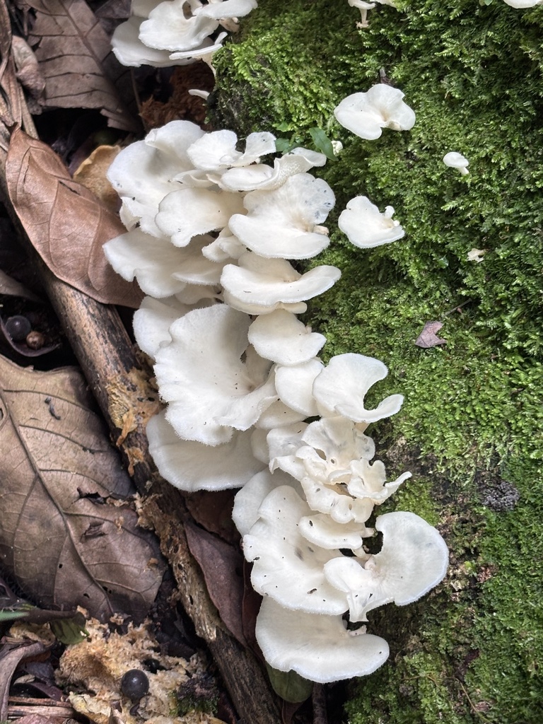 Favolus brasiliensis · March 2026 · photo: © juliocastellain (iNaturalist, cc-by-sa)