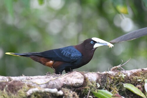 Chestnut-headed Oropendola (Psarocolius wagleri), photo 9