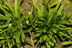 Hyacinthoides × massartiana
