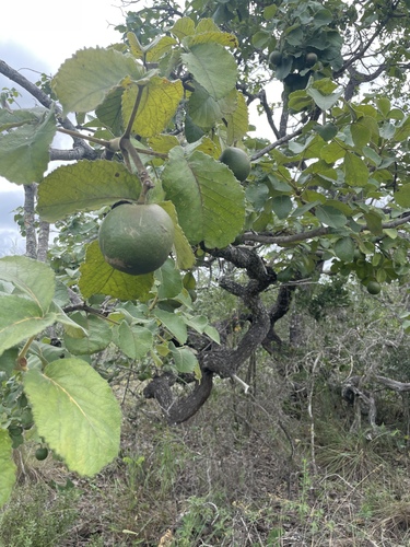 Pekea Nut (Caryocar brasiliense)