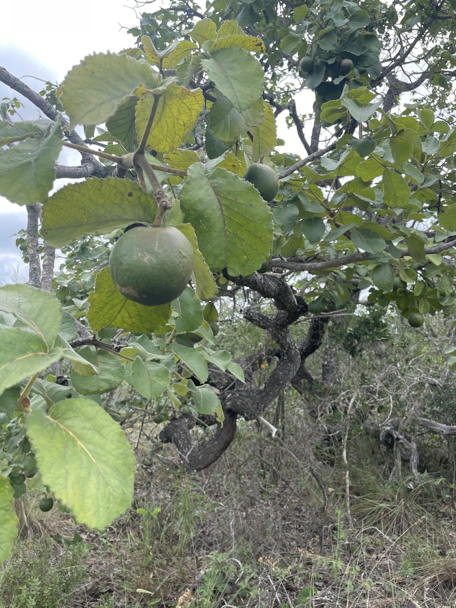 Pekea Nut (Caryocar brasiliense)