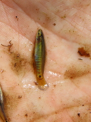 Leptolucania ommata
