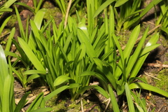 Hyacinthoides × massartiana