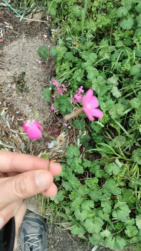 Silene pseudoatocion, photograph 3
