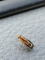 Apiochaeta vitticollis