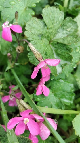 Silene pseudoatocion, photograph 4