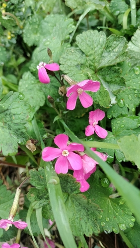 Silene pseudoatocion, photograph 5