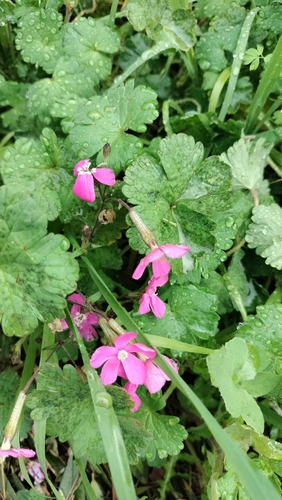 Silene pseudoatocion, photograph 6