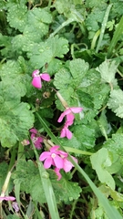 Silene pseudoatocion, photograph (c) Nico Hernandez, some rights reserved (CC BY)