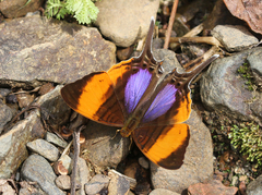 Marpesia marcella marcella