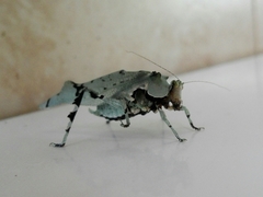 Lichenomorphus punctifrons