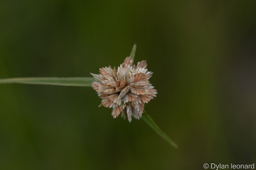 White Bluntflower Sedge (Cyperus niveus)
